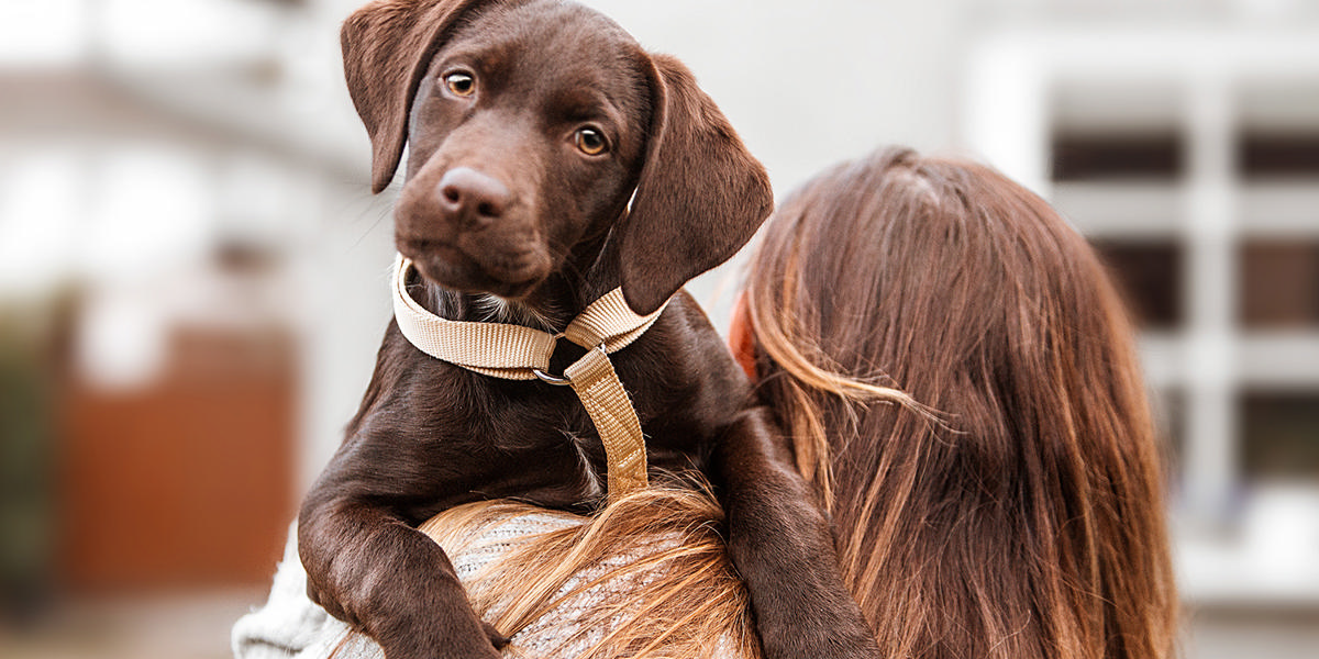 Brun hund på skulde af kvinde
